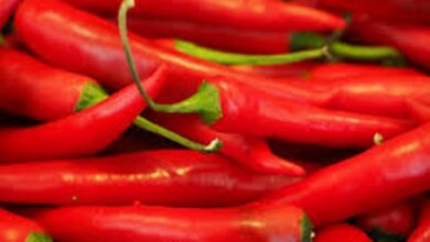Sharp decrease in chili prices makes Telangana farmers restless