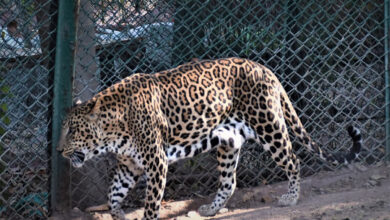 Hyderabad Zoo