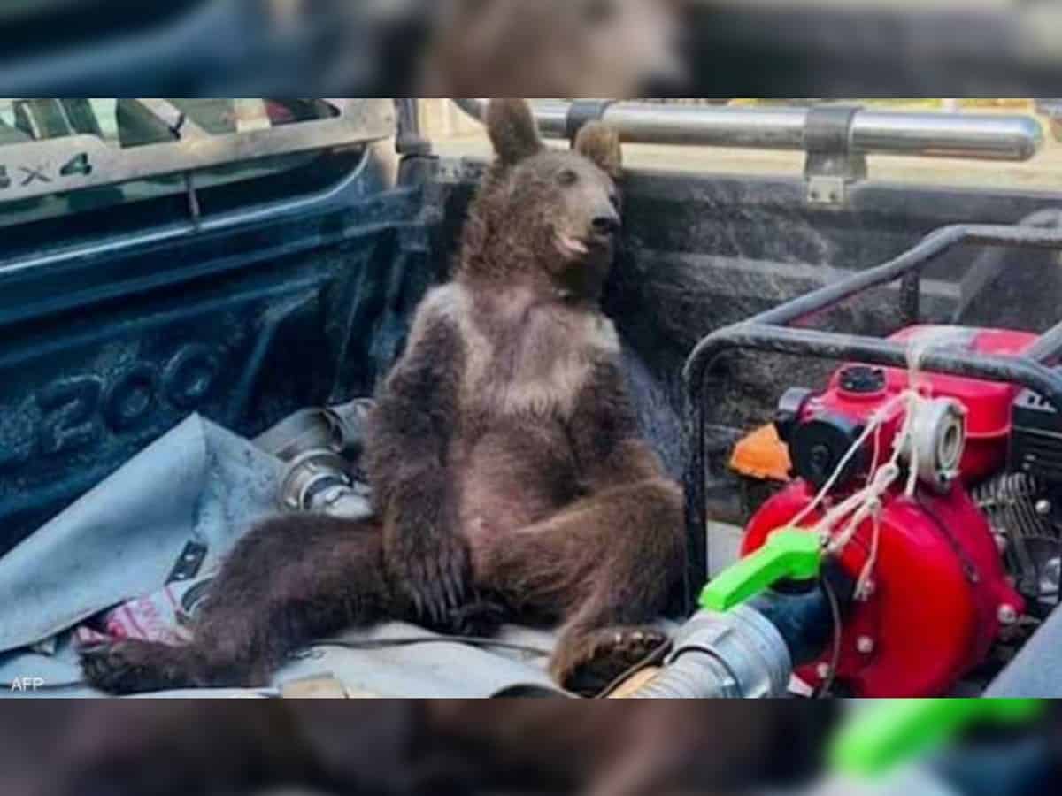 Watch: Bear high on 'mad honey' rescued in Turkiye
