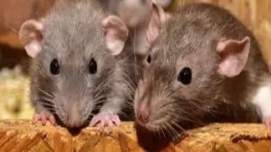 Telangana: 2 doctors suspended after rats bite patient at govt hospital