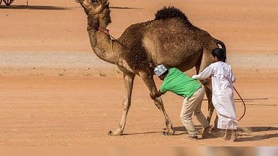 Health experts warns of Camel flu symptoms at World Cup in Qatar