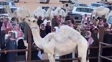 Video: Camel sold for SR3.5 million in Saudi Arabia