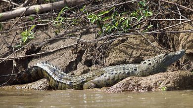 With snakes already in, Crocodiles now make residence in Mir Alam Tank; locals terrified