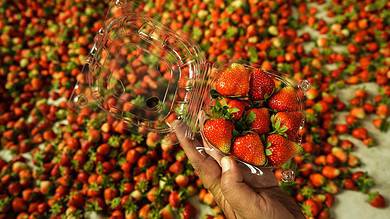 In Pics: Srinagar-Strawberry Harvesting