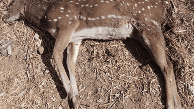 Stray dogs attack deer at University of Hyderabad once again