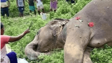 Four elephants die in Andhra's Srikakulam; electrocution suspected