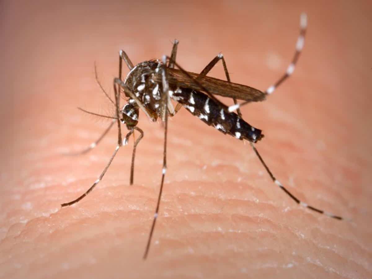 Dengue patient numbers rising in Bengal with every passing day