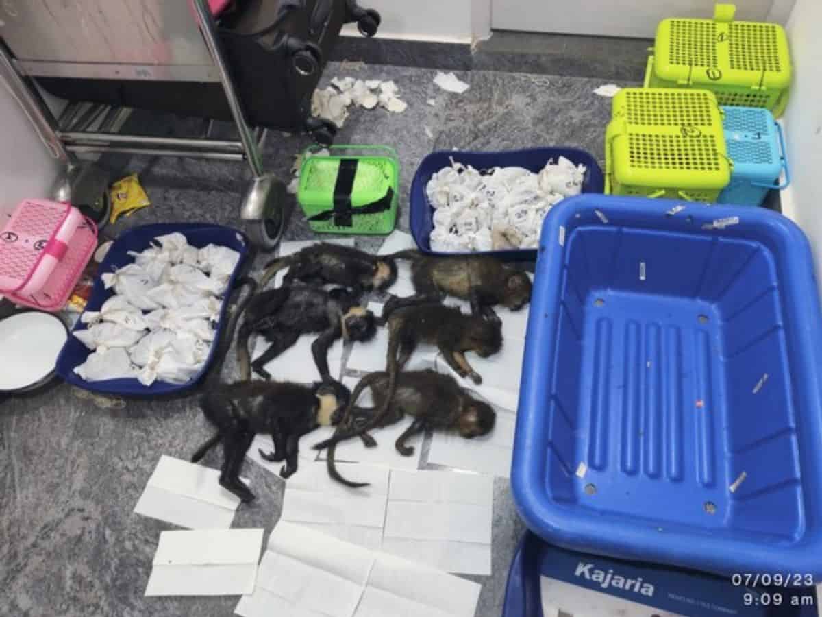 72 exotic snakes, 6 capuchin monkeys seized at Bengaluru airport