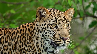 Leopard found dead at Sathyamangalam Tiger Reserve in TN