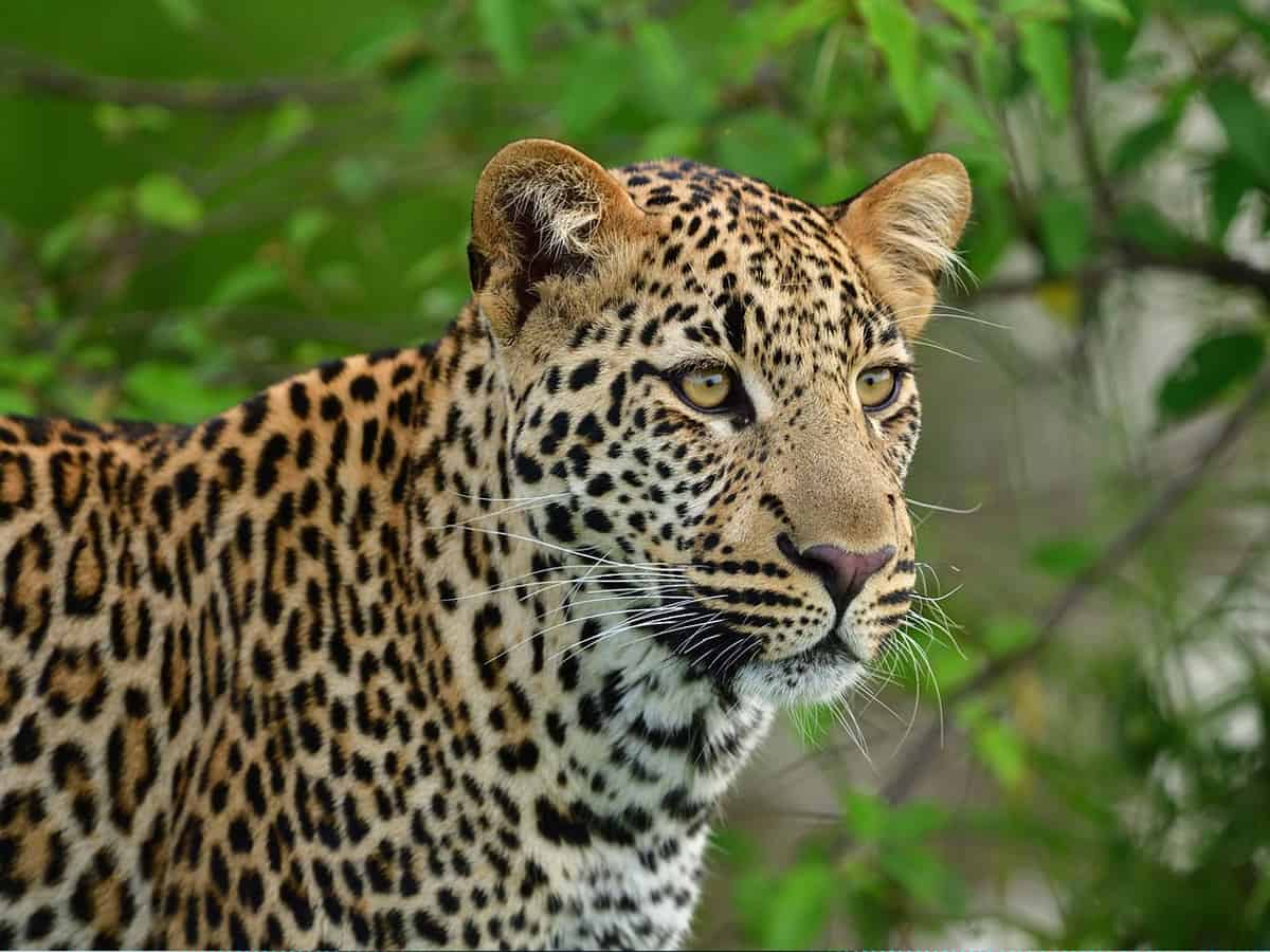 Leopard found dead at Sathyamangalam Tiger Reserve in TN