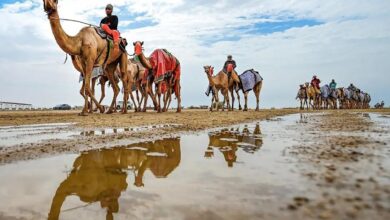 Saudi announces 1st edition of Custodian of the Two Holy Mosques Camel Festival