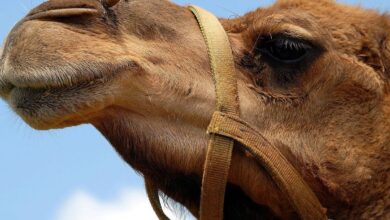 camel slaughter in hyderabad