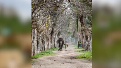 Inspired by his mother, Anant Ambani serves rescued elephants through Vantara