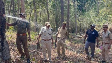 Watch: Tribal group helps AP forest department to find water in trees