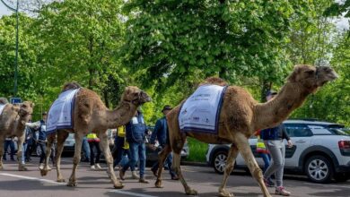 Saudi Arabia takes part in camel parade in Paris