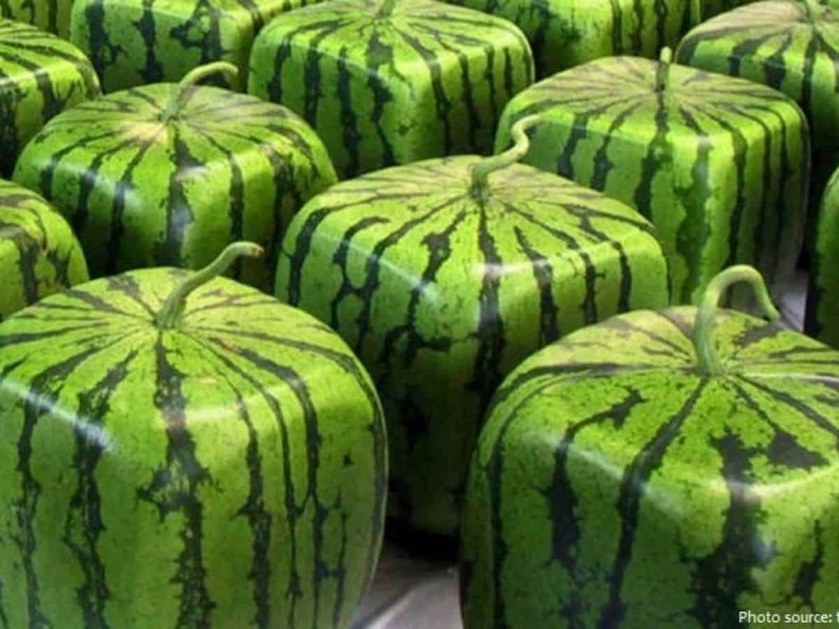 Square watermelon