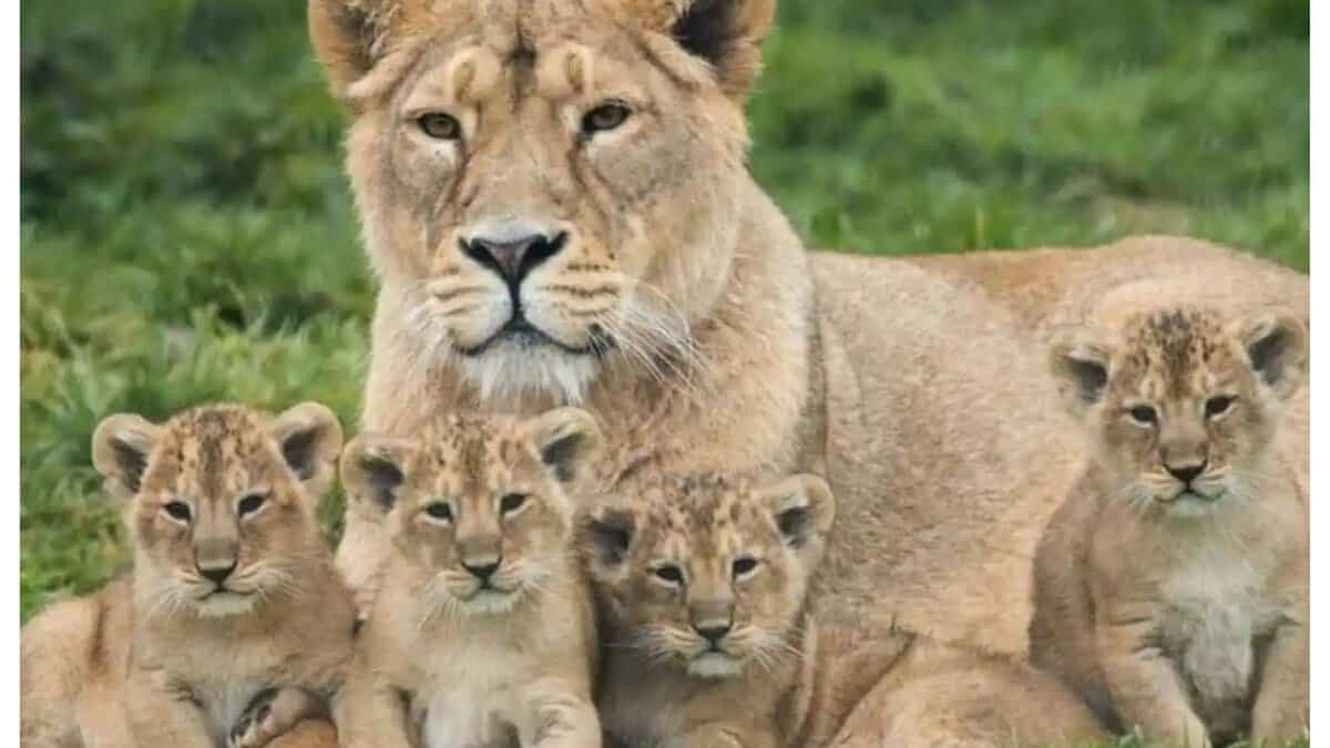 An Asiatic lioness with her cubs