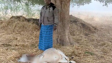 Tiger kills calf in Yadadri Bhuvanagiri village
