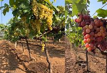 The images show grapes being cultivated at the Grapes Research Center in Rajendranagar.