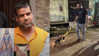 Pigs adopted in Delhi's Tri Nagar