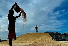 Salt being poured onto a large pile of harvested paddy rice under a cloudy sky in Telangana.