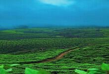 Lush green tea plantations in Munnar under a cloudy sky.