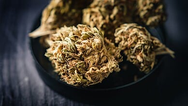 Close-up of fresh cannabis buds on a black plate, detailed and textured for SEO.