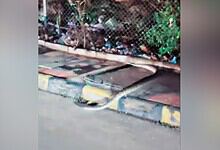 8-foot-long python crossing the road in Gachibowli during traffic stop.