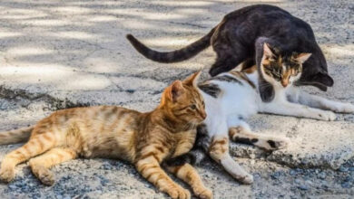 Stray cats