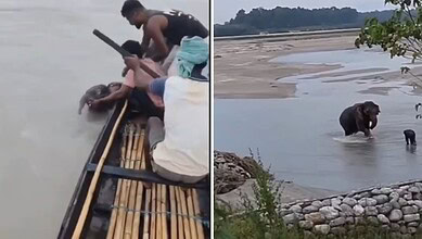 Fishermen rescue a baby elephant from the Teesta river in a daring effort.