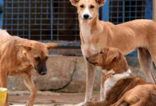 Toddler mauled to death by stray dogs in Hyderabad