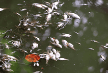 Hyderabad: Several dead fishes surface in Lotus Pond