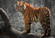 Sharjah denies rumours of tiger roaming the streets