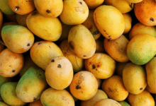 Hyderabad: 4800 kg mangoes seized, 2 arrested for artificial ripening