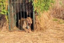 Leopard moving around Hyderabad airport finally caught by traps