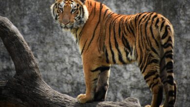 Sharjah denies rumours of tiger roaming the streets