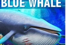 Indian student's death in US possibly linked to Blue Whale suicide game- IANS