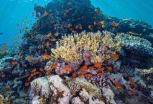 World's largest coral restoration project unveiled in Saudi