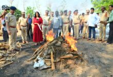Hyderabad: Police sets 2043 kg ganja worth Rs 5.1 crore on fire