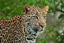 Leopard found dead at Sathyamangalam Tiger Reserve in TN