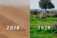 Watch: Greenery in Saudi nature reserve increases to 8.5%