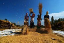 Paddy procurement to continue till last grain, says Telangana DyCM