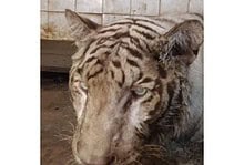 White Bengal tiger