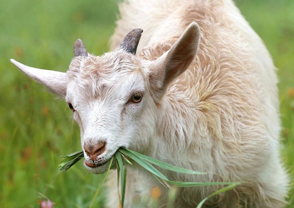 Eid-ul-Adha