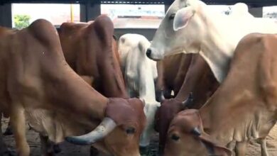 Cowsheds
