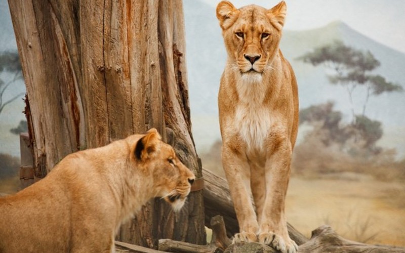 Study investigatse fresh ways to help increase conservation impact