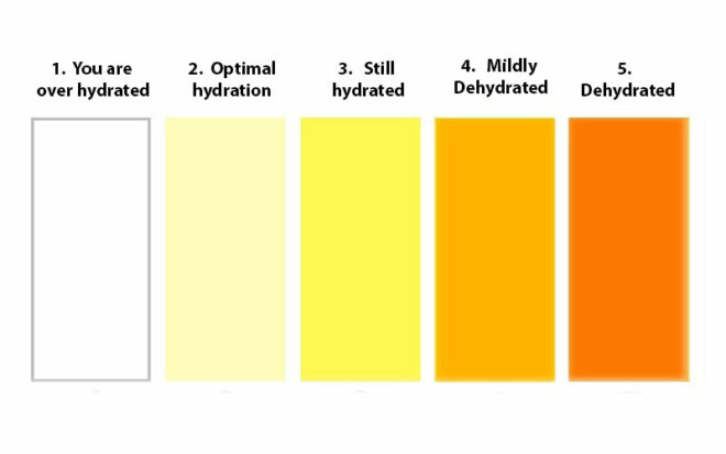 Are you Dehydrated? Our pee colour chart will tell you | The ...