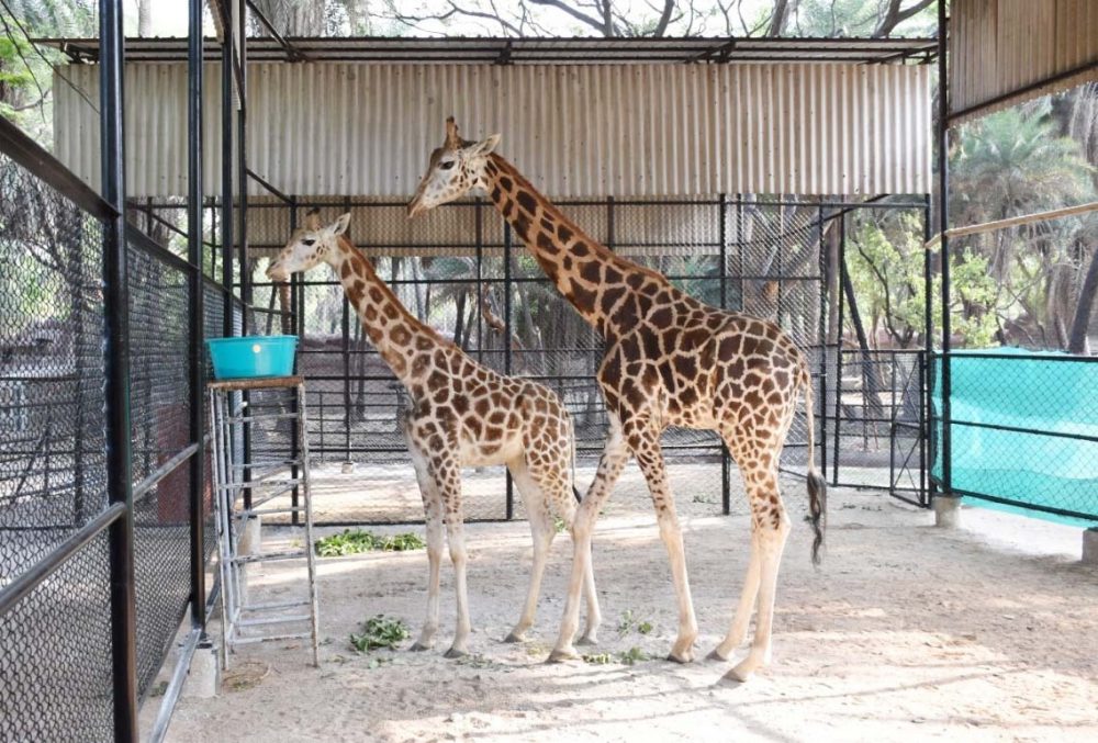 Giraffe pair from Kolkata lands in Nehru Zoo Park | HYDERABAD NYOOOZ