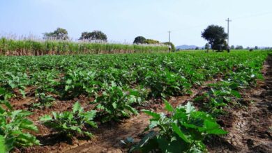 Crop-field