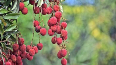 Lychee-Litchi